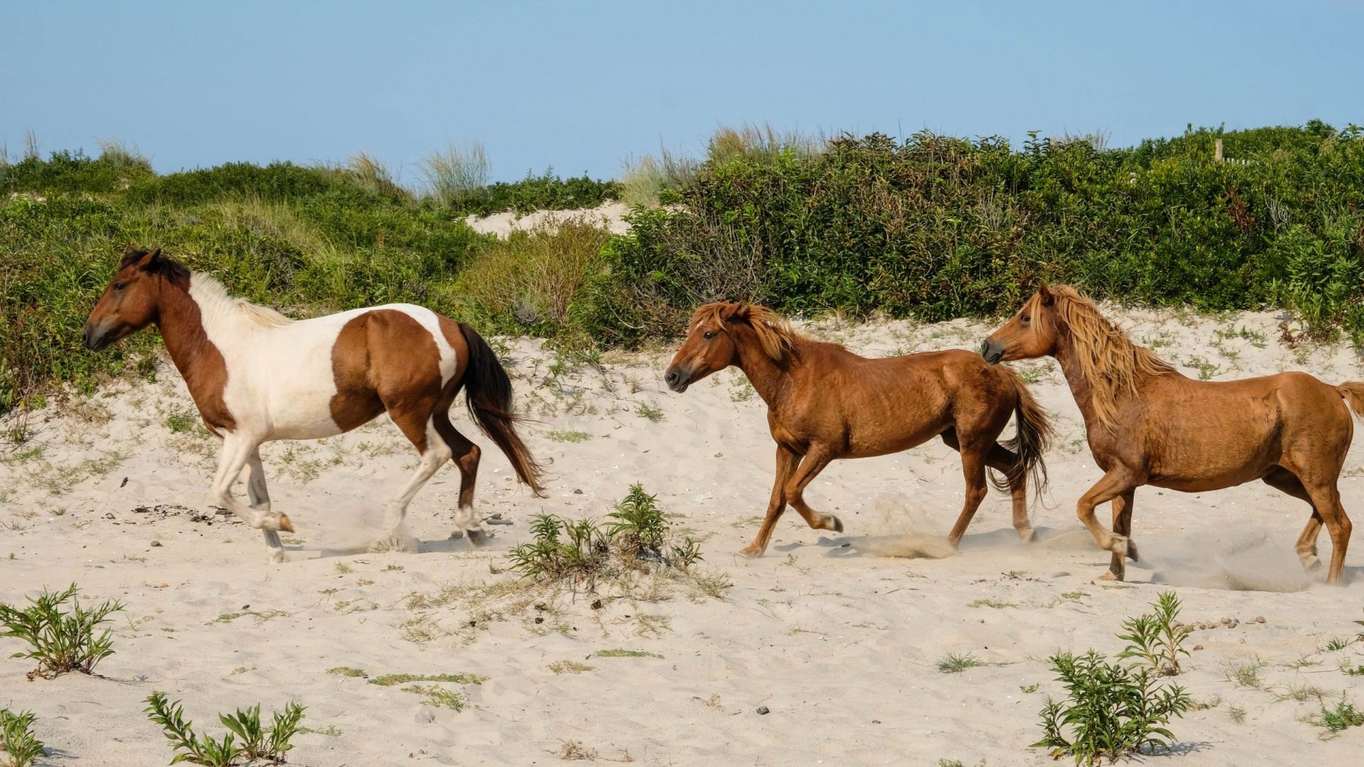 Pony